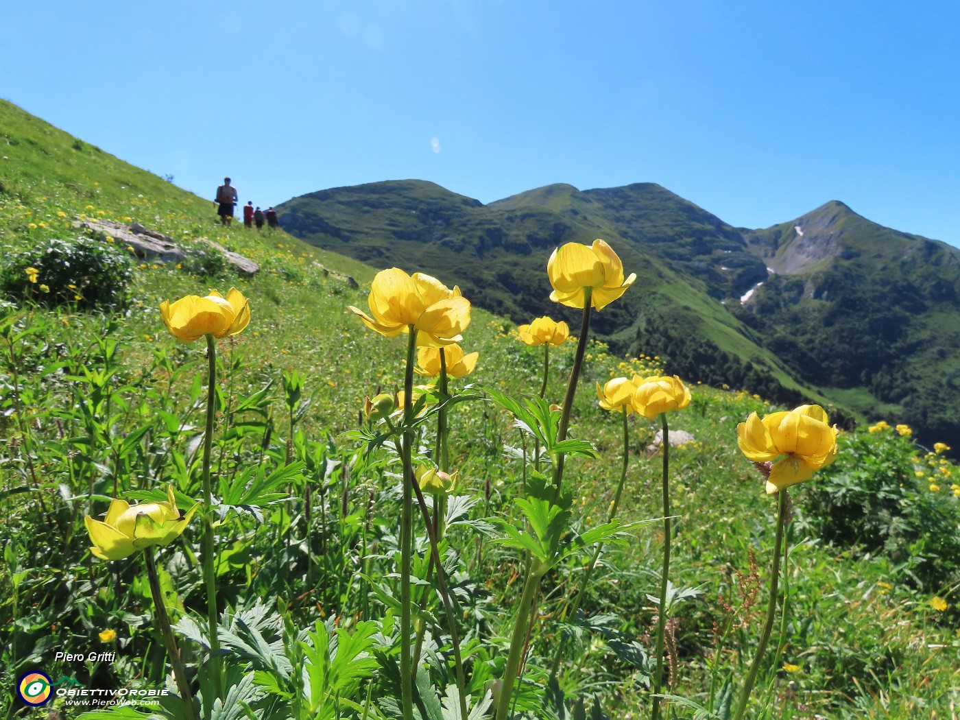 23 Distese fiorite di Trollius europaeus (Botton d'oro) con vista in Cimetto-Foppazzi-Grem.JPG